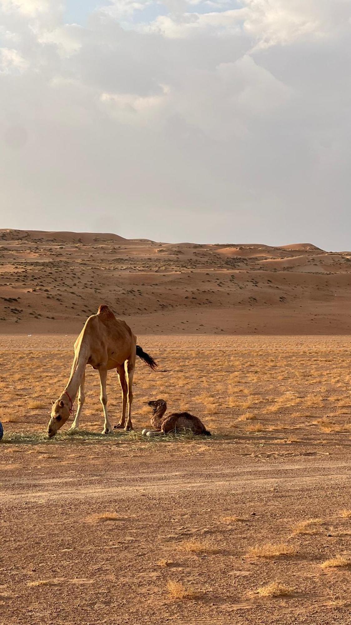 Adventurer Camp Hotel Al Wasil Exterior photo